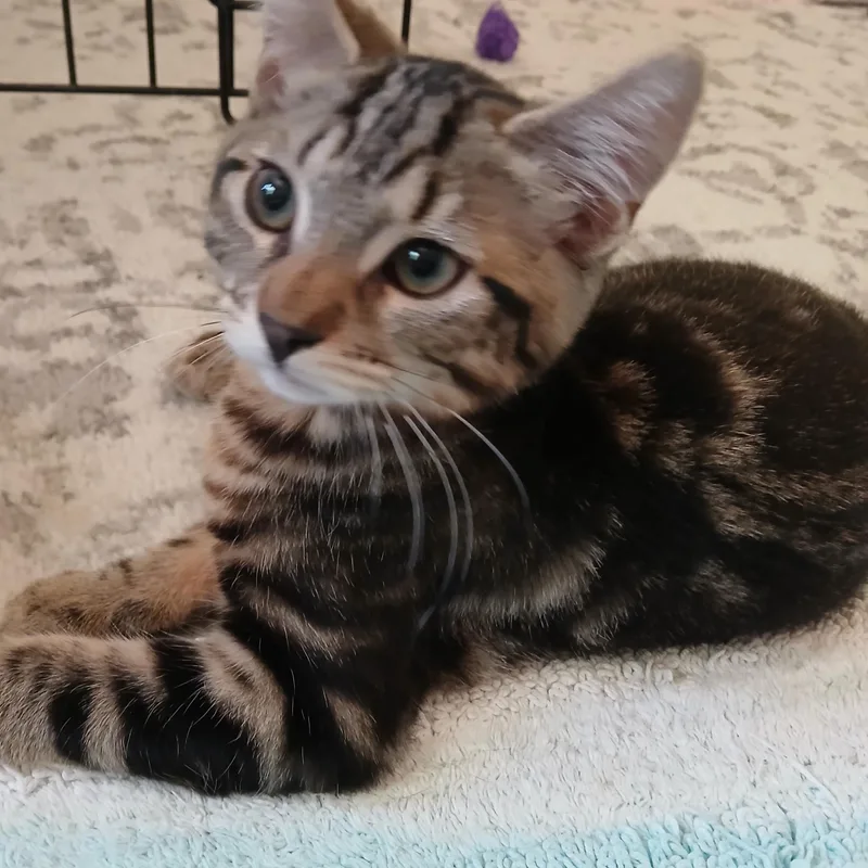 A baby medium-sized male Brown / Chocolate Domestic Short Hair cat named Neville for adoption in Germansville, PA