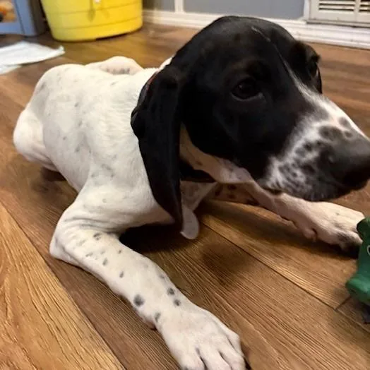 A baby medium-sized male White / Cream German Shorthaired Pointer dog named Shaggy for adoption in Normal, IL
