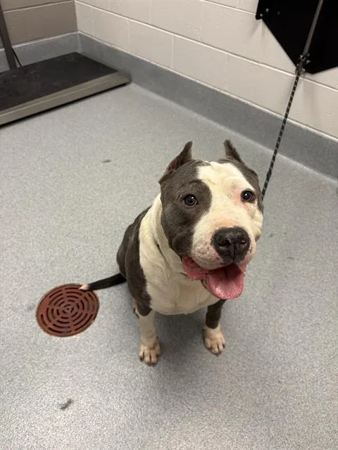 A young medium-sized male Pit Bull Terrier dog named Jonas for adoption in Indianapolis, IN