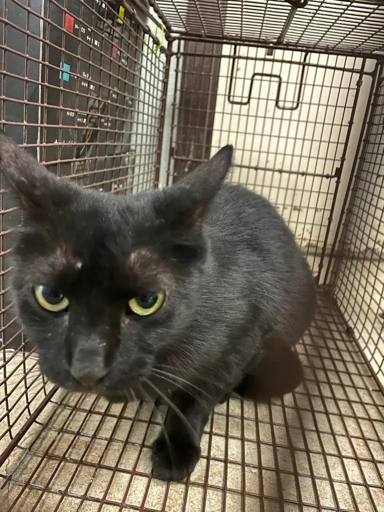 A young medium-sized female Domestic Short Hair cat named Pickles for adoption in New Braunfels, TX