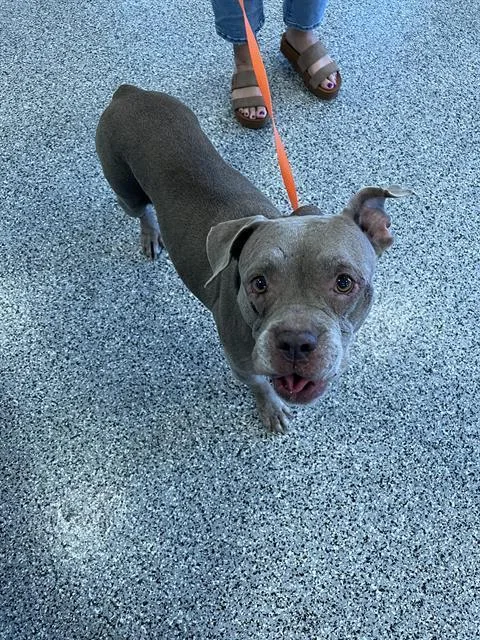 An adult medium-sized female Mixed Breed dog named Mom for adoption in Palmetto, FL