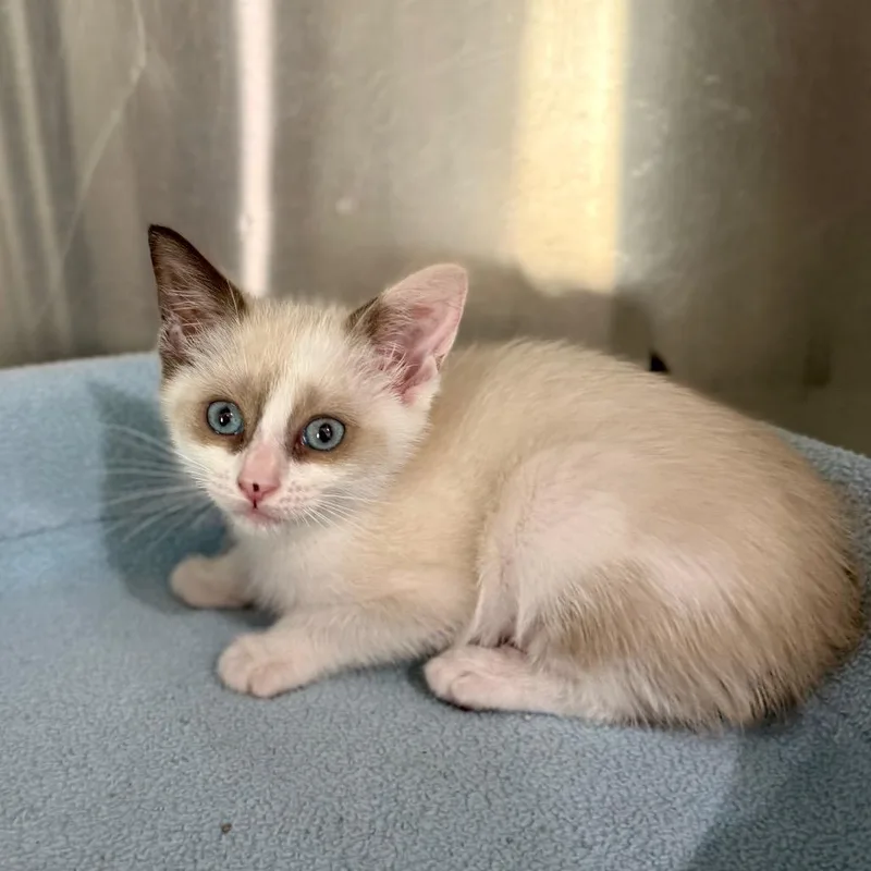 A baby small-sized female Cream / Ivory Siamese cat named Misty for adoption in Bradenton, FL