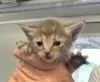 A baby medium-sized female Domestic Short Hair cat named Bristol for adoption in West Memphis, AR