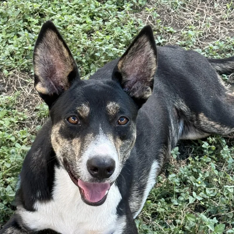 A baby medium-sized female Labrador Retriever dog named Livia for adoption in Brenham, TX