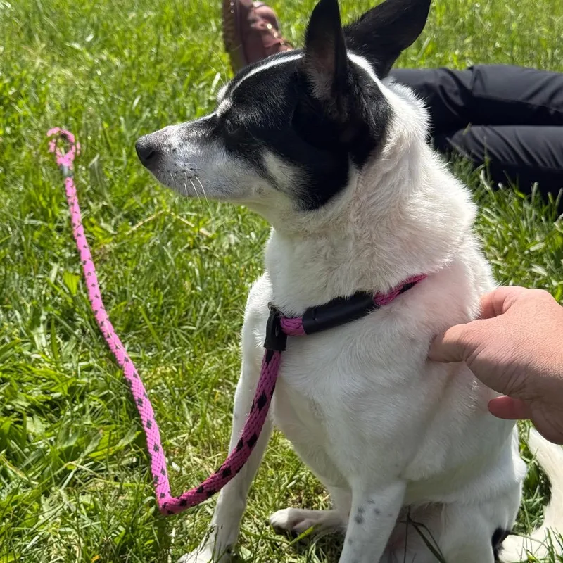A senior medium-sized male White / Cream Fox Terrier dog named Remington for adoption in York, PA