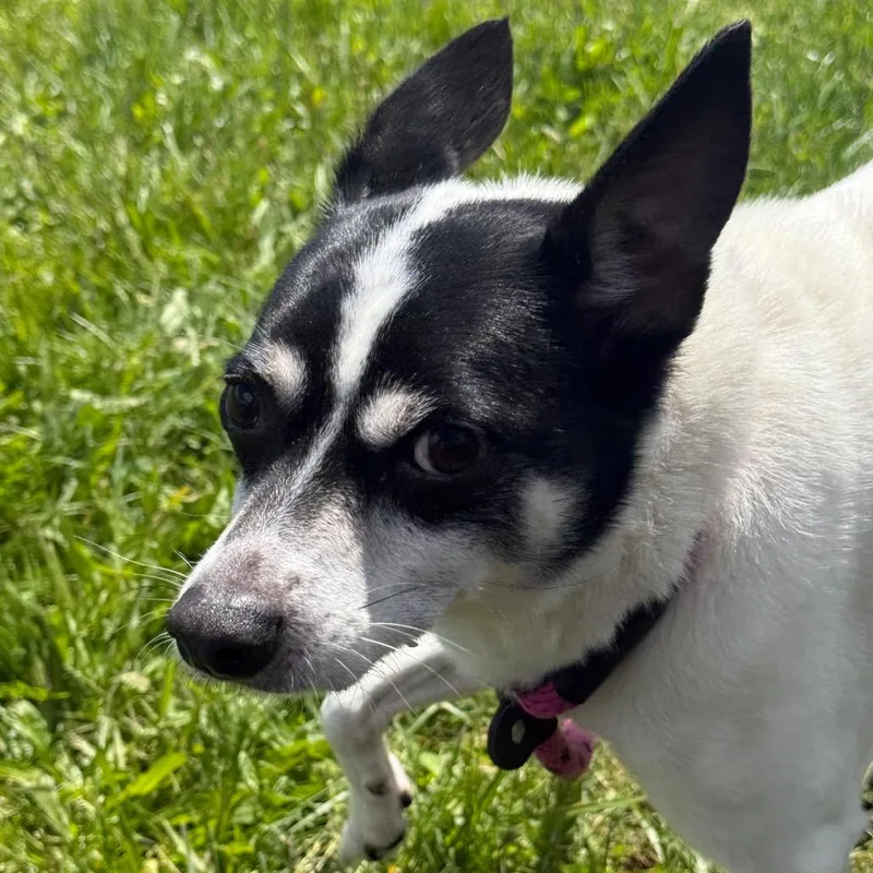 Remington thumbnail 5