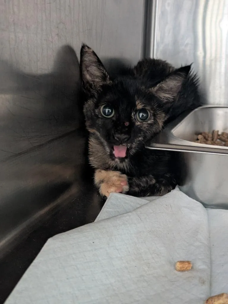 A baby large-sized female Domestic Short Hair cat named Pistachio for adoption in Brownwood, TX