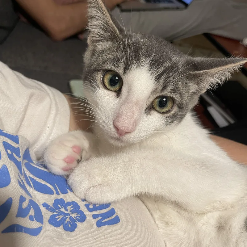 Shrimp Scampi And Pastina thumbnail 2