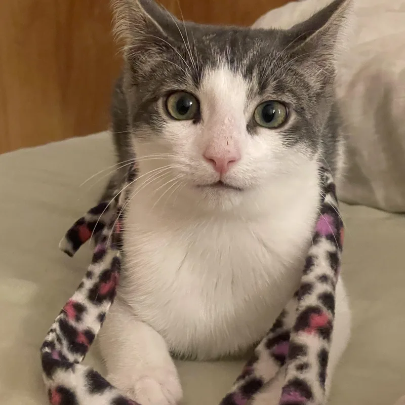 Shrimp Scampi And Pastina thumbnail 4