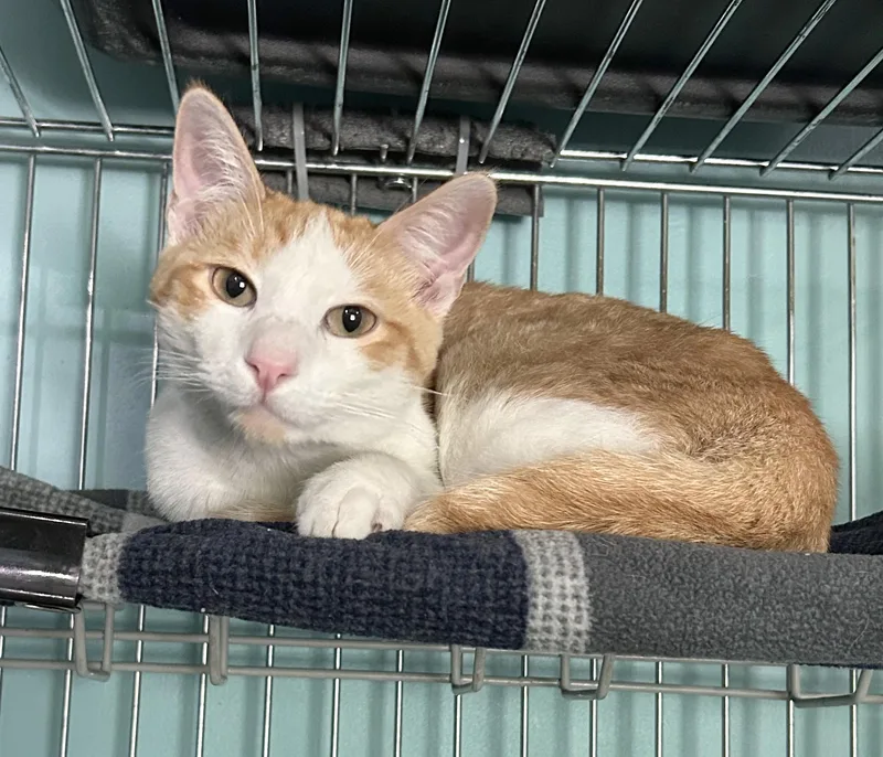 A young medium-sized male Tabby (Orange / Red) Tabby cat named Larry for adoption in Parkville, MO