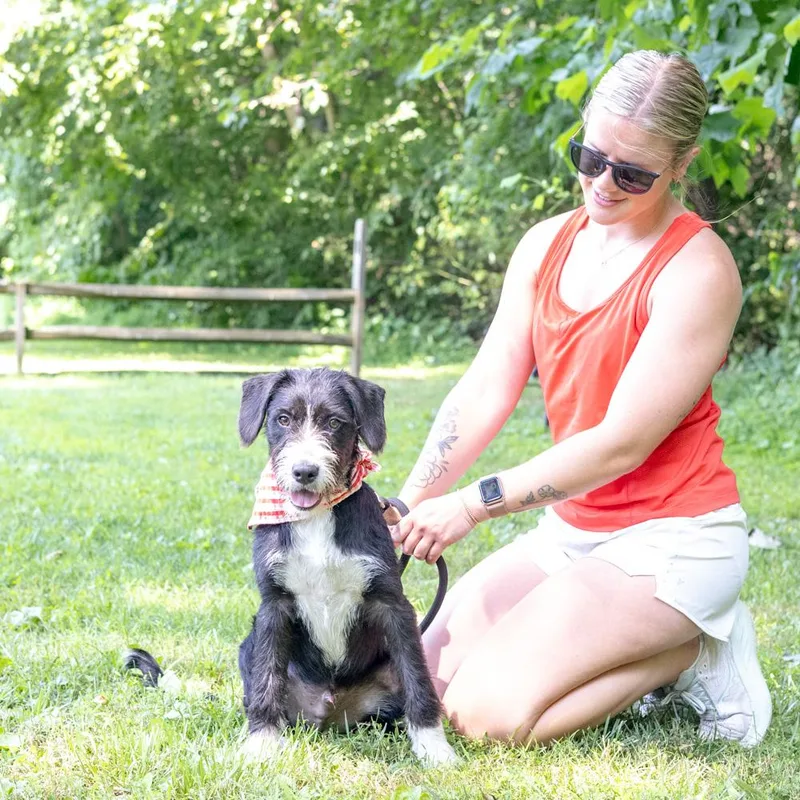 A baby medium-sized male Black Poodle dog named LeeAvail for adoption in West Grove, PA