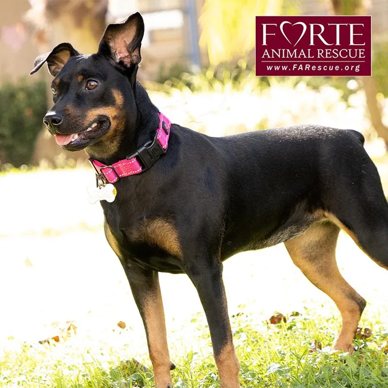 A young medium-sized female German Pinscher dog named Pippa for adoption in Marina Del Rey, CA