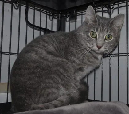 A young small-sized female Domestic Short Hair cat named Aurora for adoption in Beatrice, NE