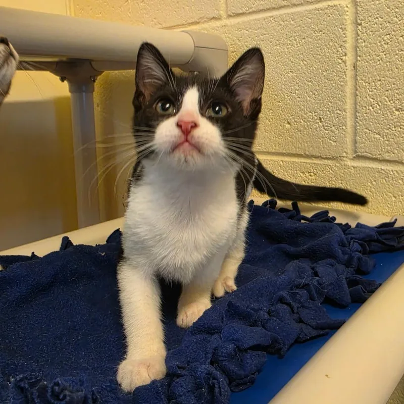 A baby small-sized female Black Domestic Short Hair cat named Dottie for adoption in Naples, FL