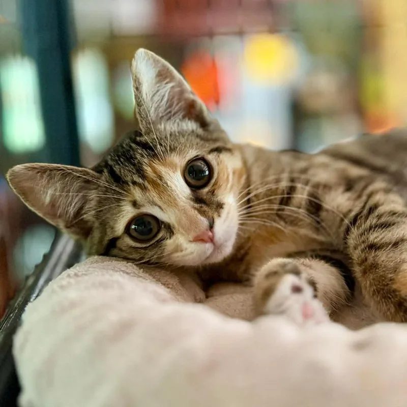 A baby small-sized female Brown / Chocolate Domestic Short Hair cat named Holly Hock for adoption in Williston, FL