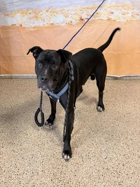 An adult large-sized male Pit Bull Terrier dog named Bruno for adoption in Miami, FL