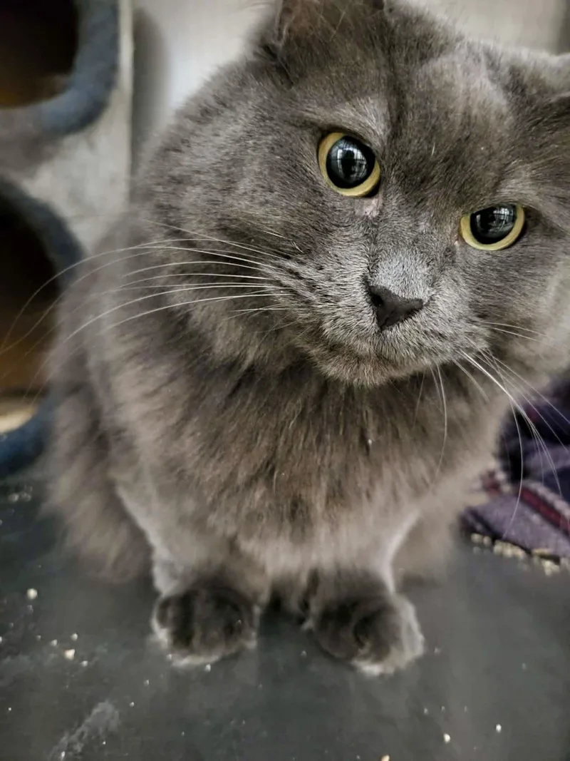 Dextra & Yoda thumbnail 2