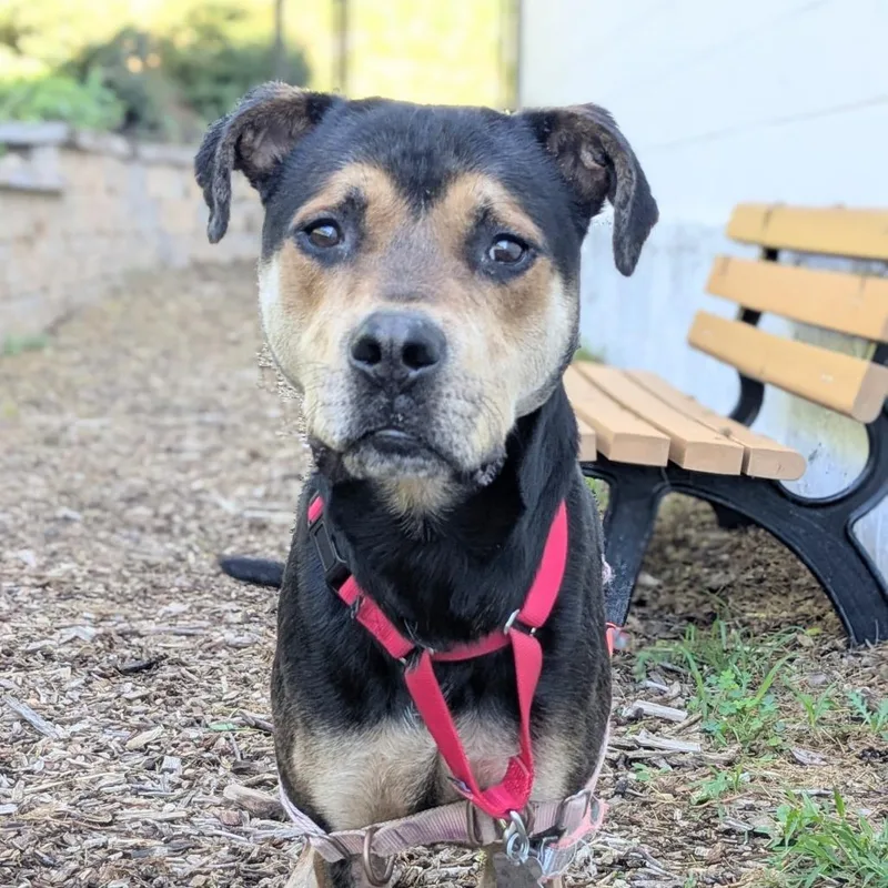 An adult medium-sized male Black Labrador Retriever dog named Bruno FKA Mars for adoption in Falls Church, VA