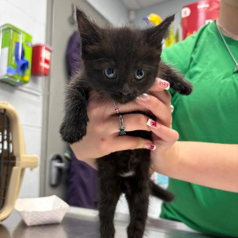 A baby small-sized female Black Domestic Medium Hair cat named Lily for adoption in Parkersburg, WV