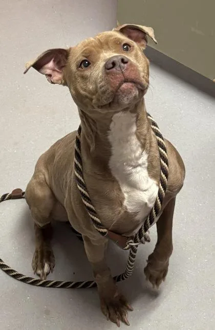 An adult medium-sized female Mixed Breed dog named Lyric for adoption in West Chester, PA