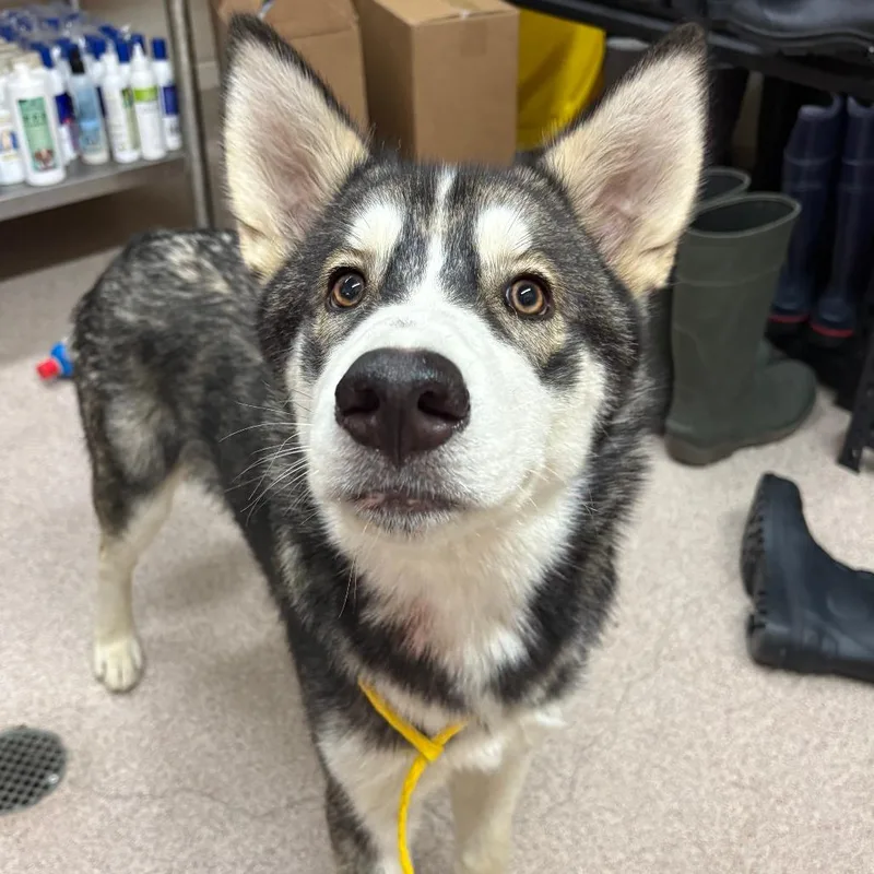 A young medium-sized male Husky dog named Lego for adoption in Ardmore, OK