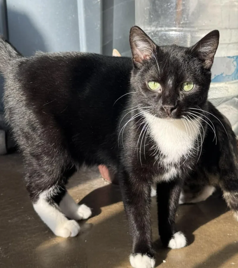 A young medium-sized male Domestic Short Hair cat named Arrow for adoption in Hermitage, PA