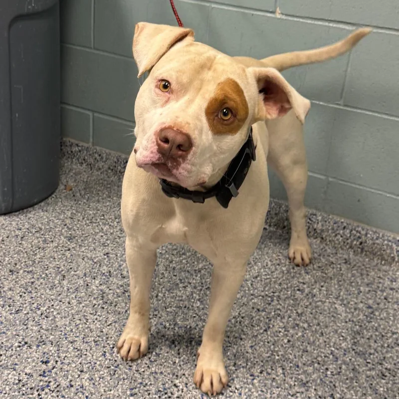 An adult medium-sized male White / Cream American Staffordshire Terrier dog named Tyson for adoption in Greenville, SC