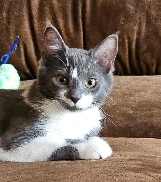 A young medium-sized male Gray & White Domestic Short Hair cat named Amore for adoption in Reading, PA