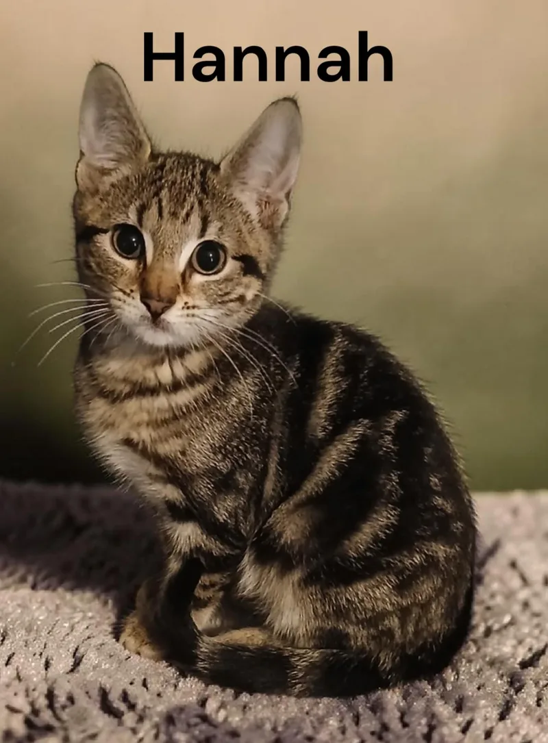 A baby medium-sized female Tabby cat named Hannah for adoption in Weems, VA