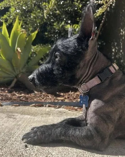 An adult small-sized female Scottish Terrier dog named Luna for adoption in Corona, CA