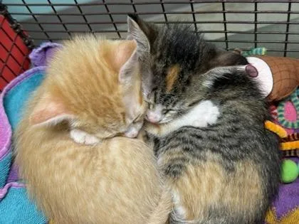 A baby small-sized female Domestic Short Hair cat named Bechamel for adoption in Bellevue, WA