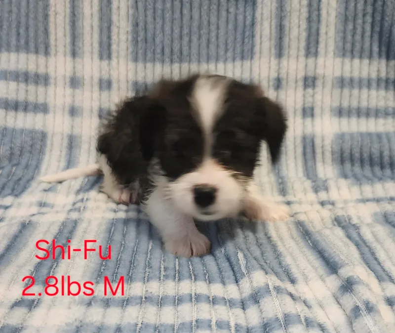 ShiFu