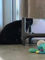 A young medium-sized male Domestic Short Hair cat named Bubba for adoption in Denton, TX