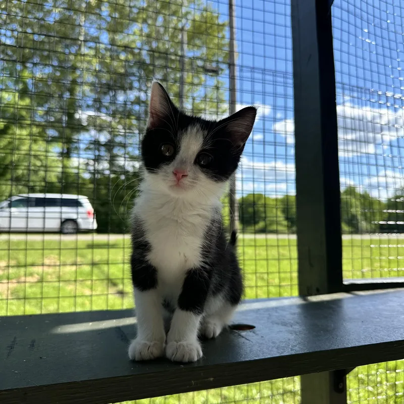 A baby medium-sized female Black & White / Tuxedo Domestic Medium Hair cat named Mckay for adoption in Hermitage, PA