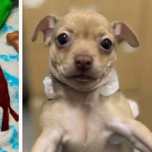 A baby small-sized female Yellow / Tan / Blond / Fawn Chihuahua dog named Triscuit for adoption in Rockville, MD