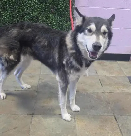 An adult medium-sized female White / Cream Husky dog named 60959686 for adoption in El Paso, TX