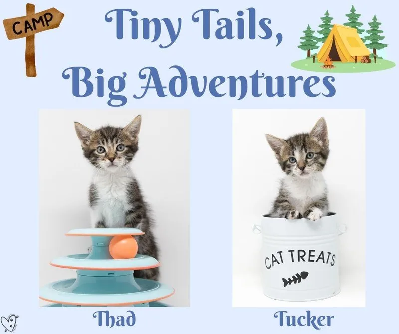 Tucker thumbnail 2