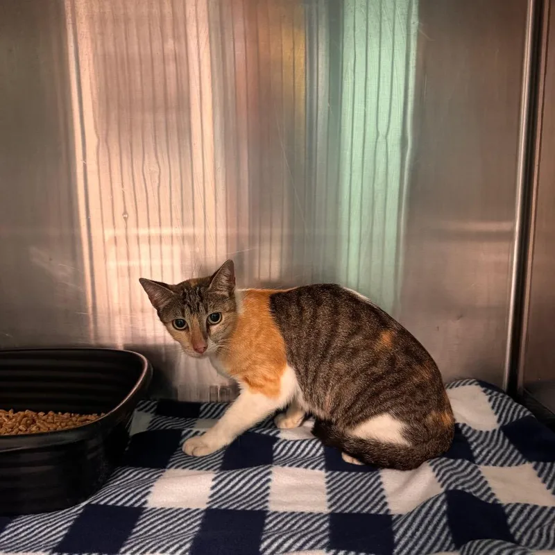 A baby small-sized female Calico Domestic Short Hair cat named Lolly for adoption in Lake Jackson, TX