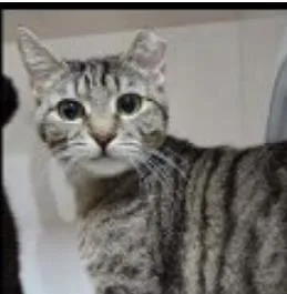 An adult medium-sized female Domestic Short Hair cat named Dede for adoption in Fairfax, VA