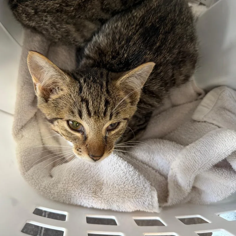 A baby small-sized male Brown / Chocolate Domestic Short Hair cat named Mario for adoption in Morganton, NC