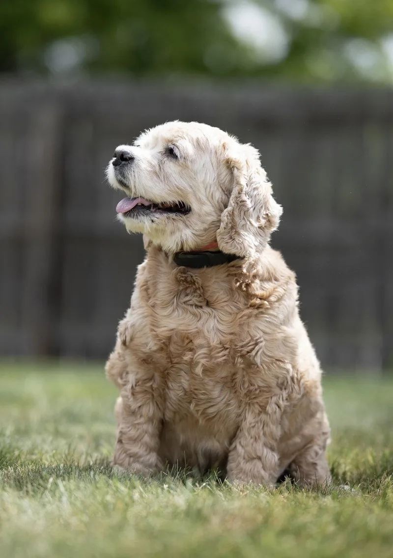A senior medium-sized female Cocker Spaniel dog named Lady for adoption in Lincoln, NE