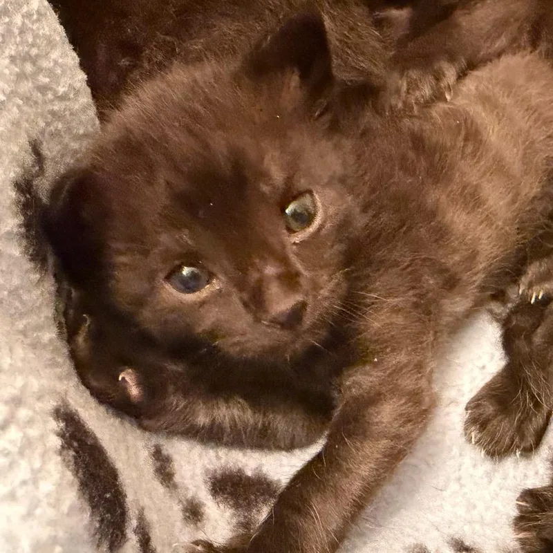 A baby small-sized male Black Domestic Short Hair cat named Cola Bear for adoption in Blairsville, GA