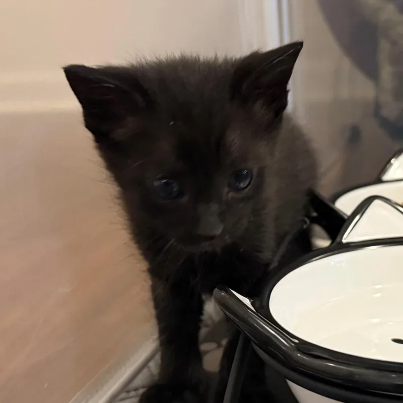 Cola Bear thumbnail 2