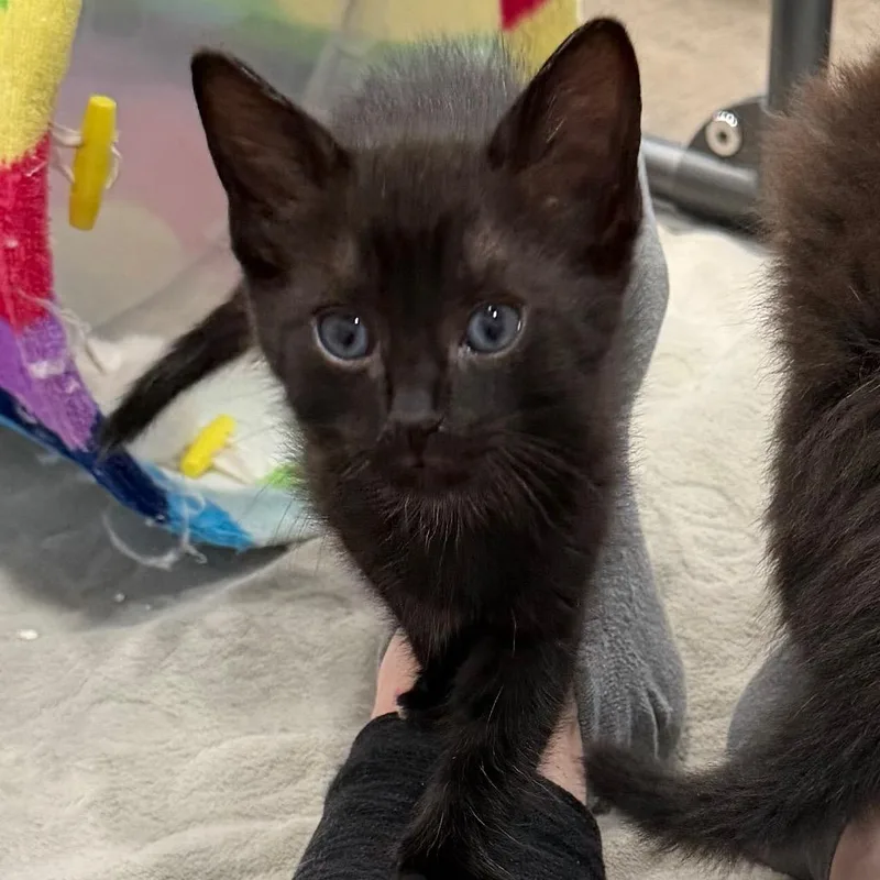 Cola Bear thumbnail 3