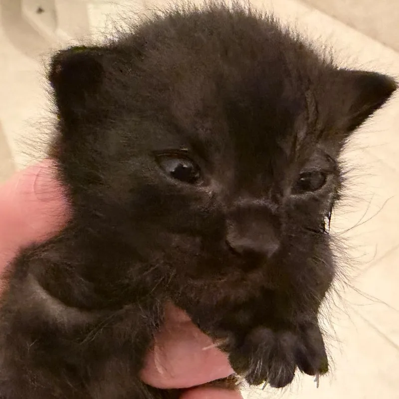 Cola Bear thumbnail 4