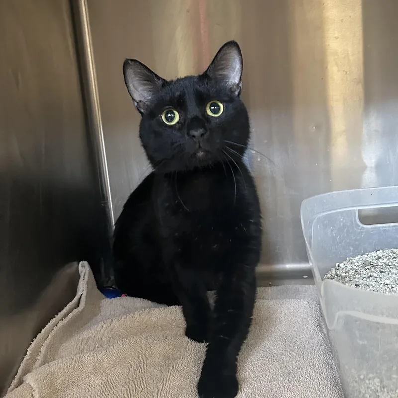 A young medium-sized male Black Domestic Short Hair cat named Rooster for adoption in Washington, UT
