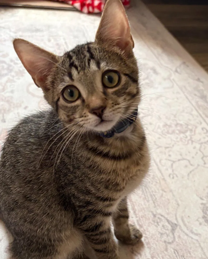 A baby small-sized male Tabby (Brown / Chocolate) Domestic Short Hair cat named ShyGuy for adoption in Raleigh, NC