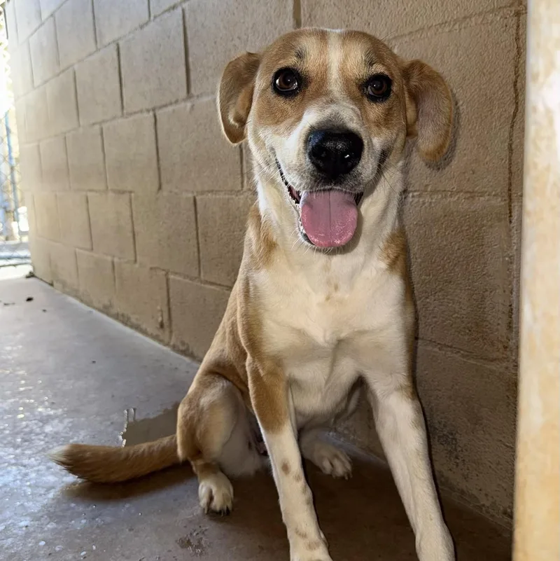 A young medium-sized female Yellow / Tan / Blond / Fawn Labrador Retriever dog named Bunny for adoption in Blue Springs, MO