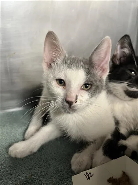 A baby small-sized male White Domestic Short Hair cat named Luigi for adoption in Woodland, CA