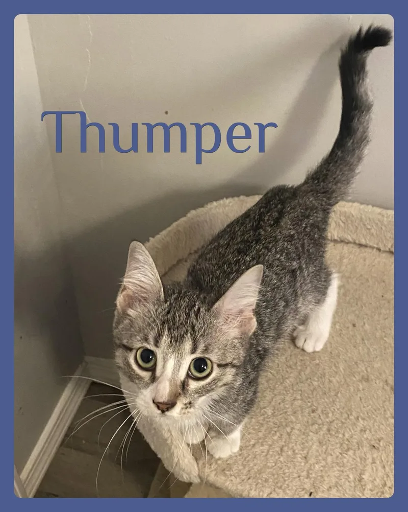A baby medium-sized male Tabby cat named Thumper for adoption in Lawton, OK
